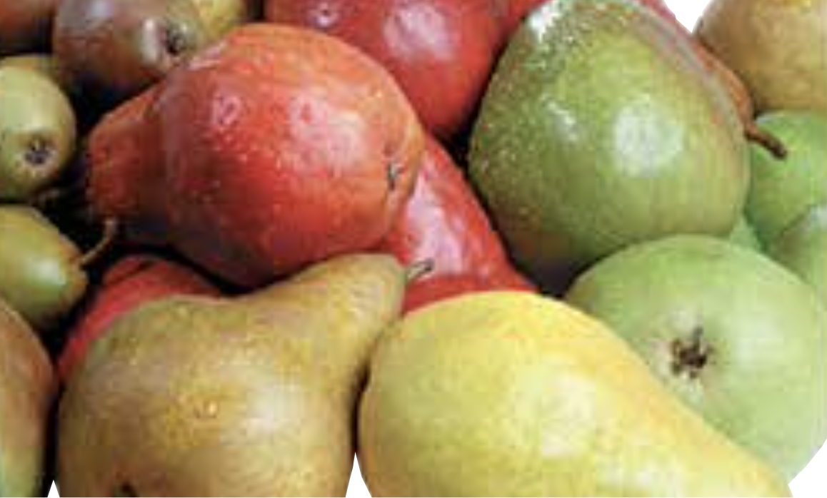 Bartlett, Bosc Or D1’Anjou Pears